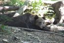 Alternativer Bärenpark Worbis