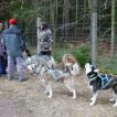 Schlittenhunde