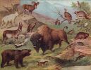 Als die Tiere noch miteinander sprachen