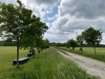 Die Ringclub-Allee