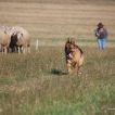 Schäferhund in Aktion 