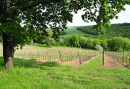 Thüringer Weingut Bad Sulza