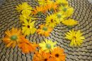 Ringelblume