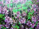 Thymian als Heilmittel